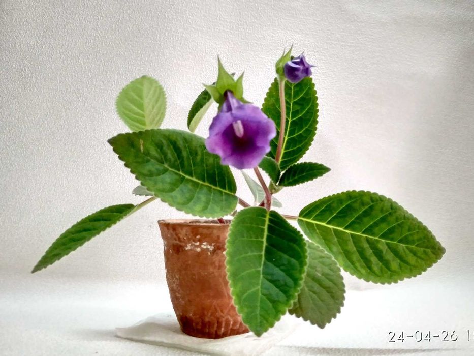 Продам комнатный цветок: Зацвевшую ГЛОКСИНЕЮ! - под пересадку.