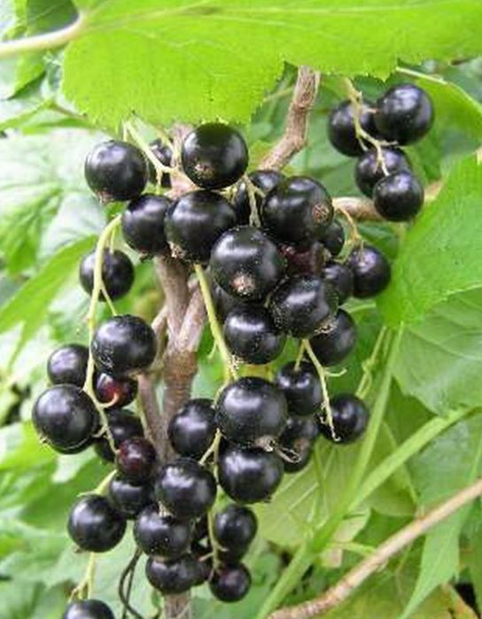 Кучатлар саженцы