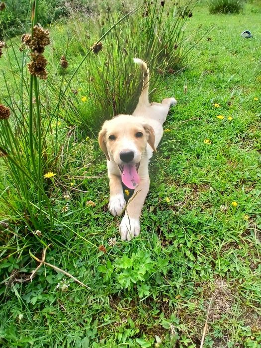 Cățeluși spre adopție!