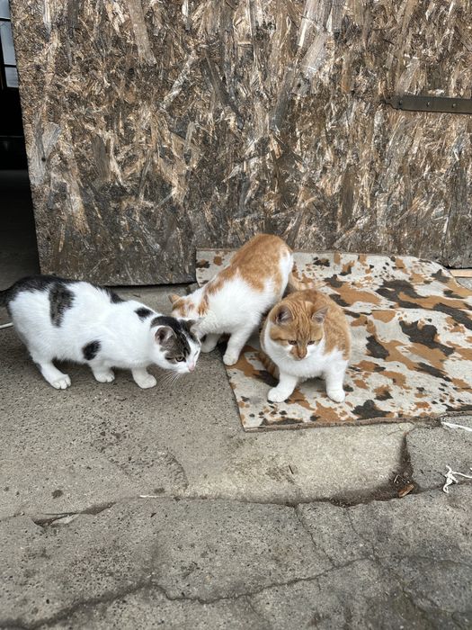 Donez unei familii nevoiase Televizor si pat Donez Pisici au 3 luni