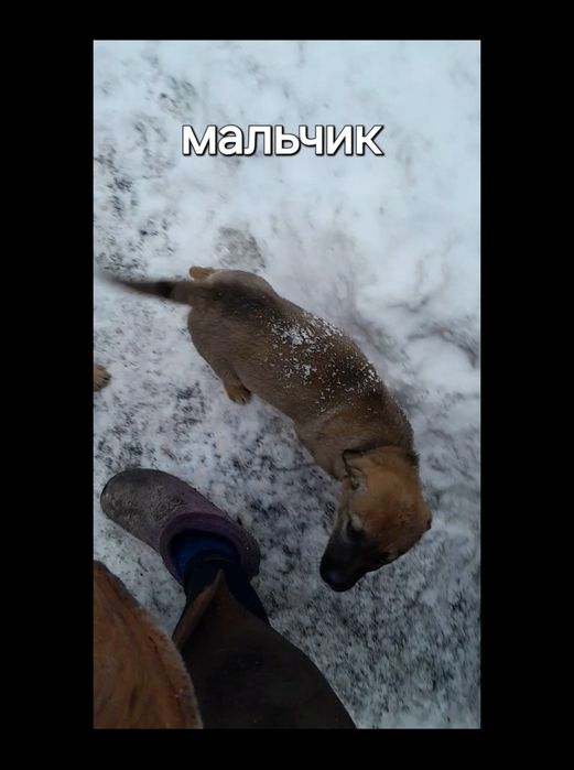 Отдам щенков дворняжек