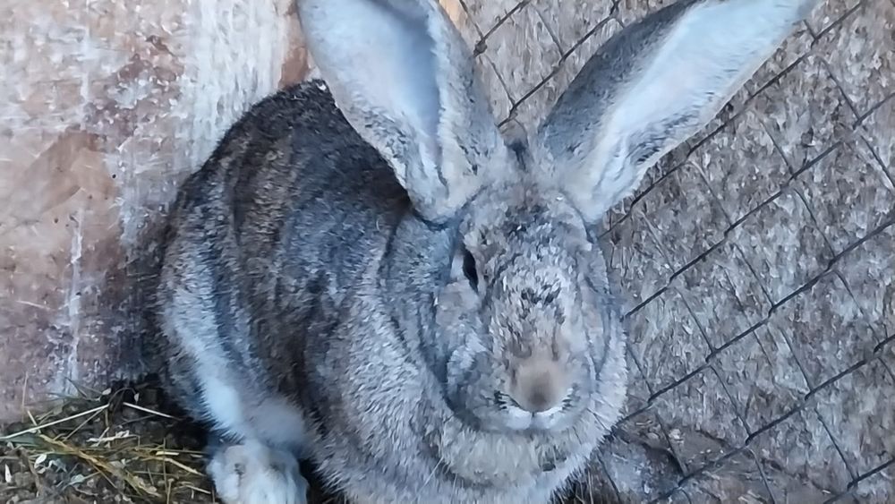 Iepuri uriaș german