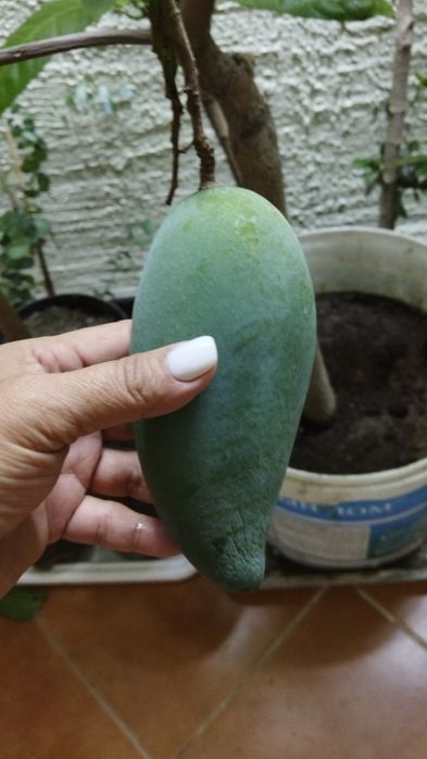 Манго с плодами в горшках