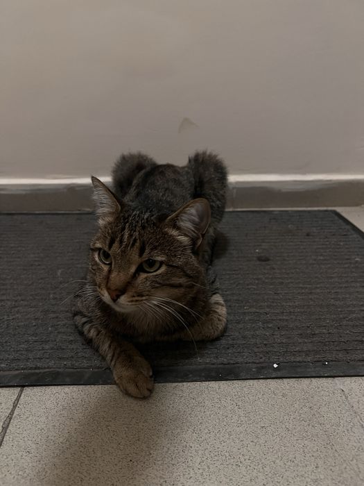 Котику некуда идти, ищет дом