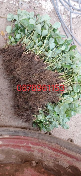 Разсад Ягоди И малини