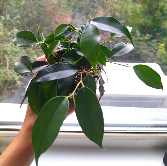 Фикусы Бенджамина