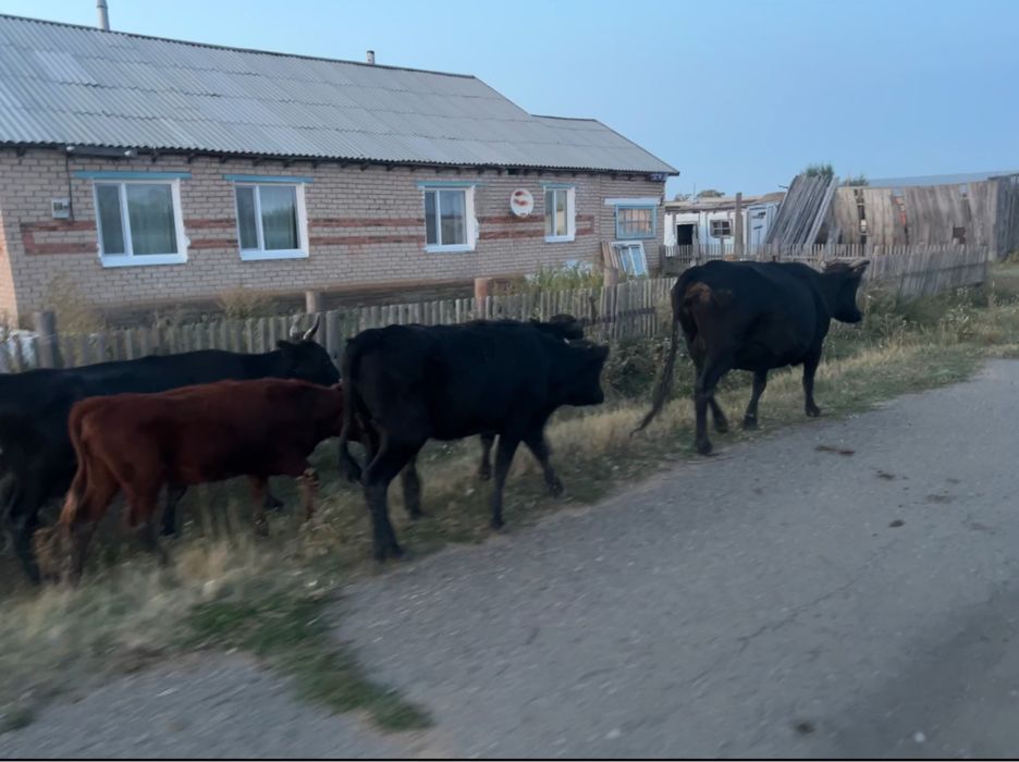 Продам 5 голов КРС