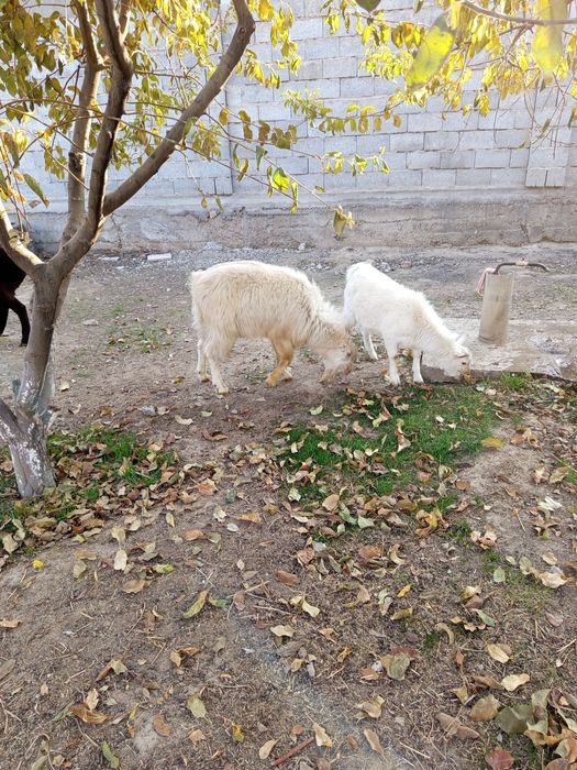 Ламанша,  1жарым жасар