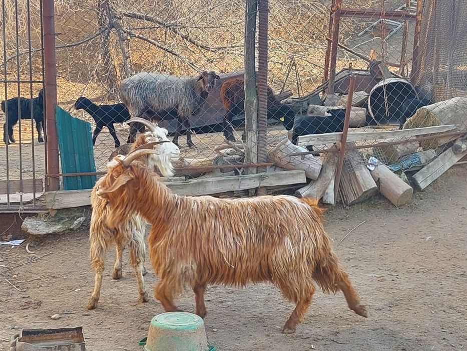 Жас бойдақ ешкілер сатылады