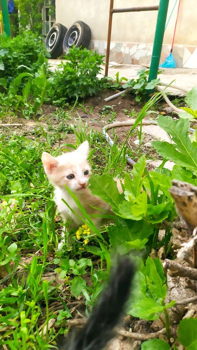 Котёнок, мальчик,1.5месяца, в Чирчике.