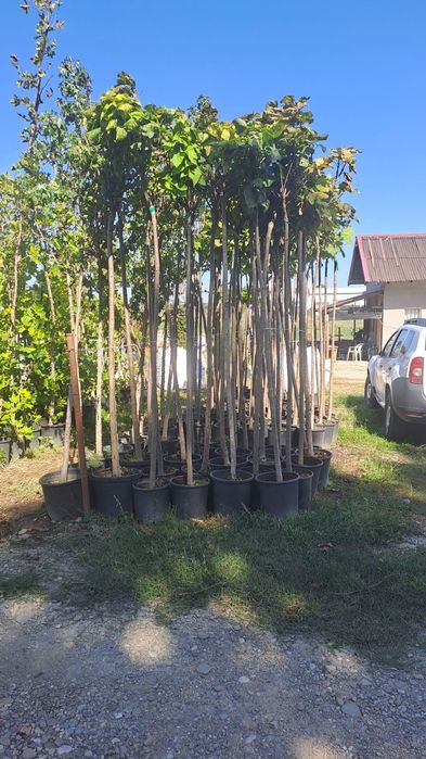 Copaci ornamentali Mesteacăn Tei Platan artar