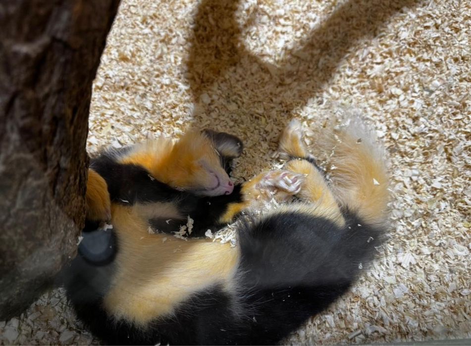 Пушистый красавчик цветной соболь