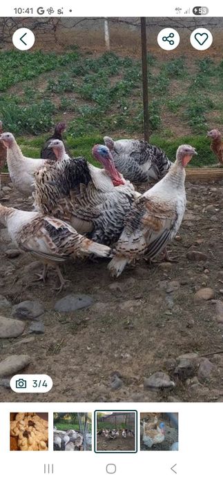 Pui de curcă de casă
