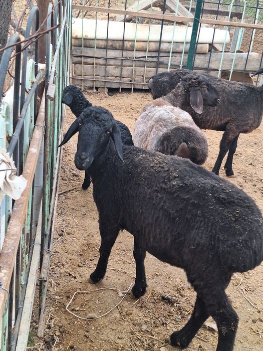 Срочно Кой,козысымен сатылады