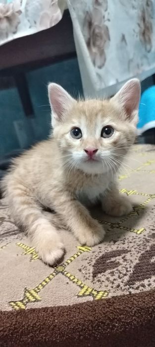 Домашний котёнок мальчик
