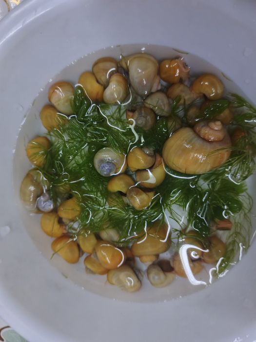 Аквариумные улитки