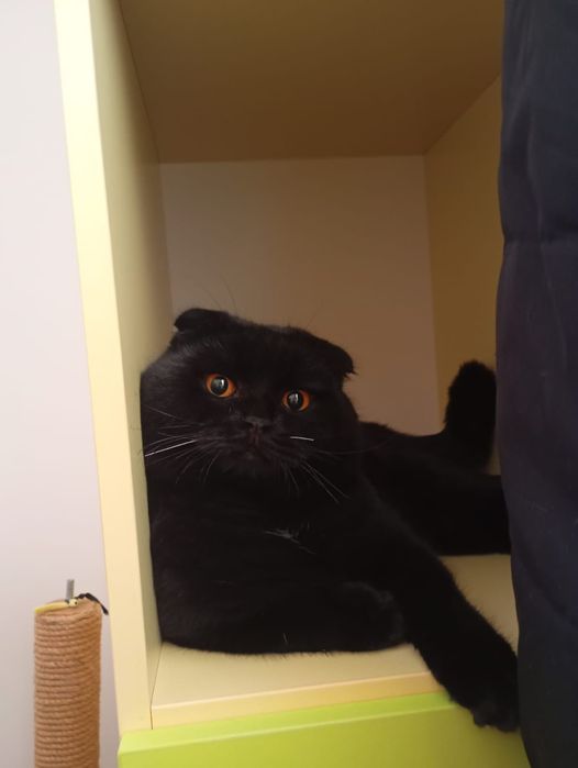 Шотландский кот для вязки