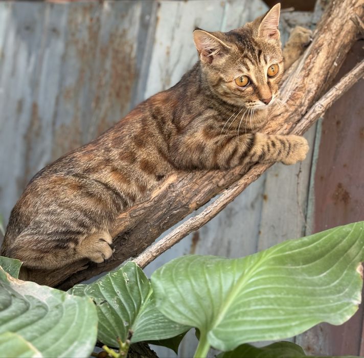 Отдам подросшего котенка