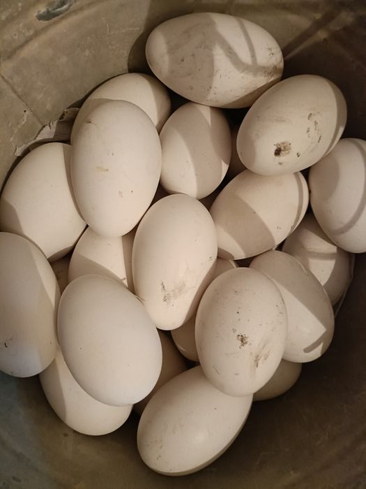 Яйца гусинные,средние и крупные