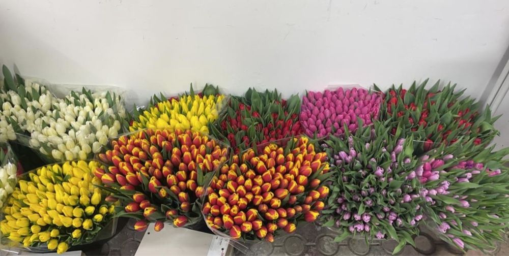 Тюльпаны оптом предзаказ