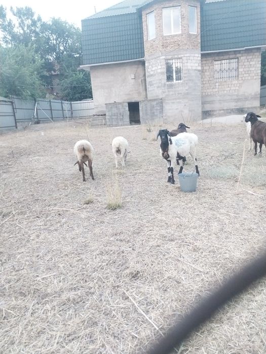 В продаже имеются  кошкары