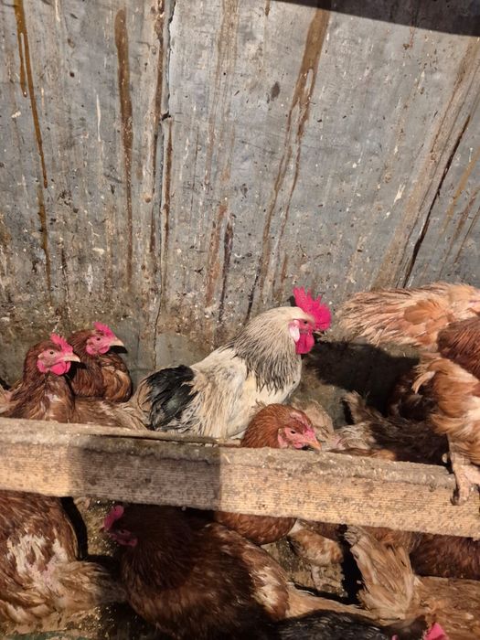 продам адилерский петух 4 штук