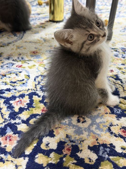 Котенок бесплатно