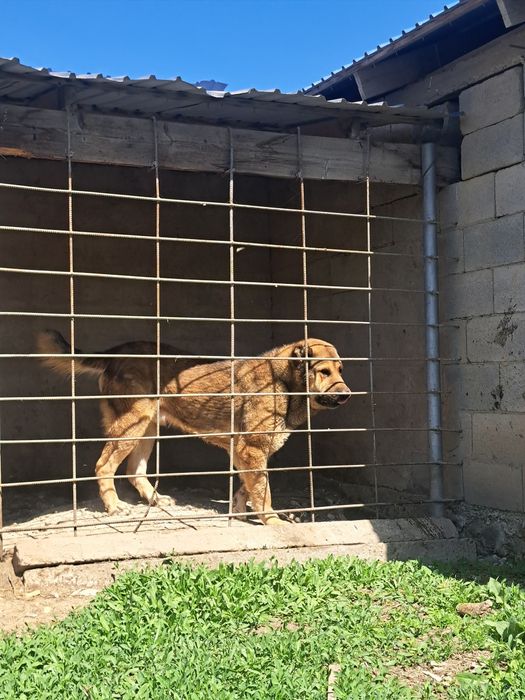 Алабай еркек сатылады