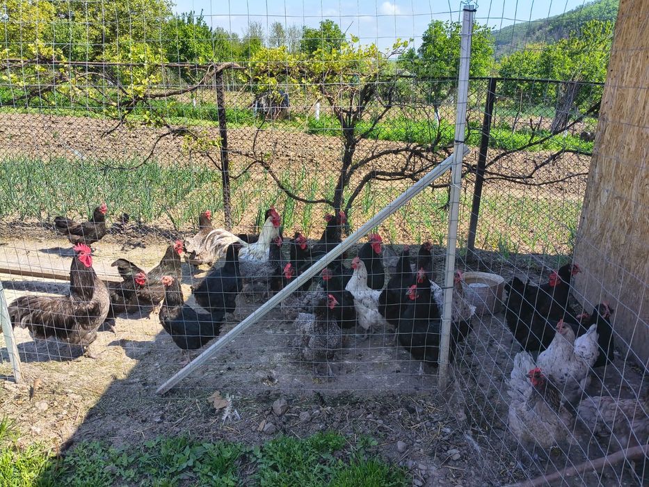 Cocoși Australorp