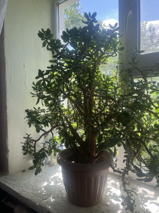 Продам денежное дерева