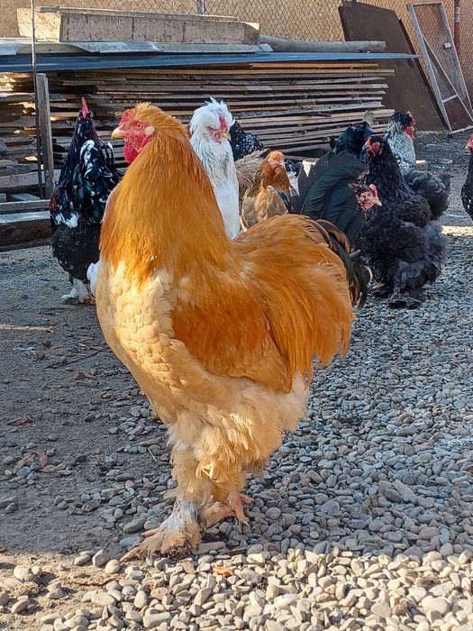 Vand doi cocosi strumschi porțelan și unu brahma galben