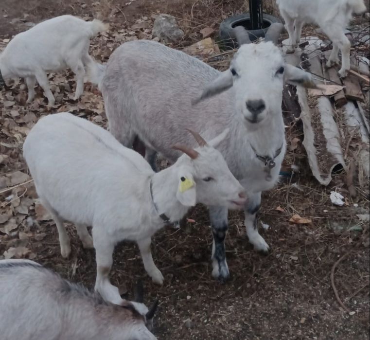 Козы альпийские и московские