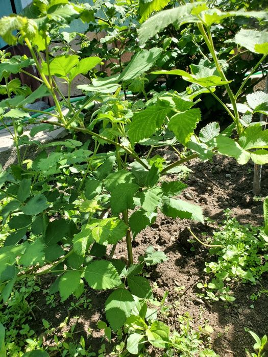 Ежемалина большими кустами