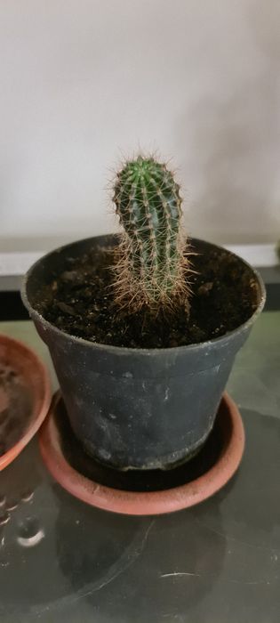 Кактусы саженцы.