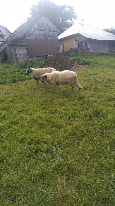 Se vând doi berbeci grași