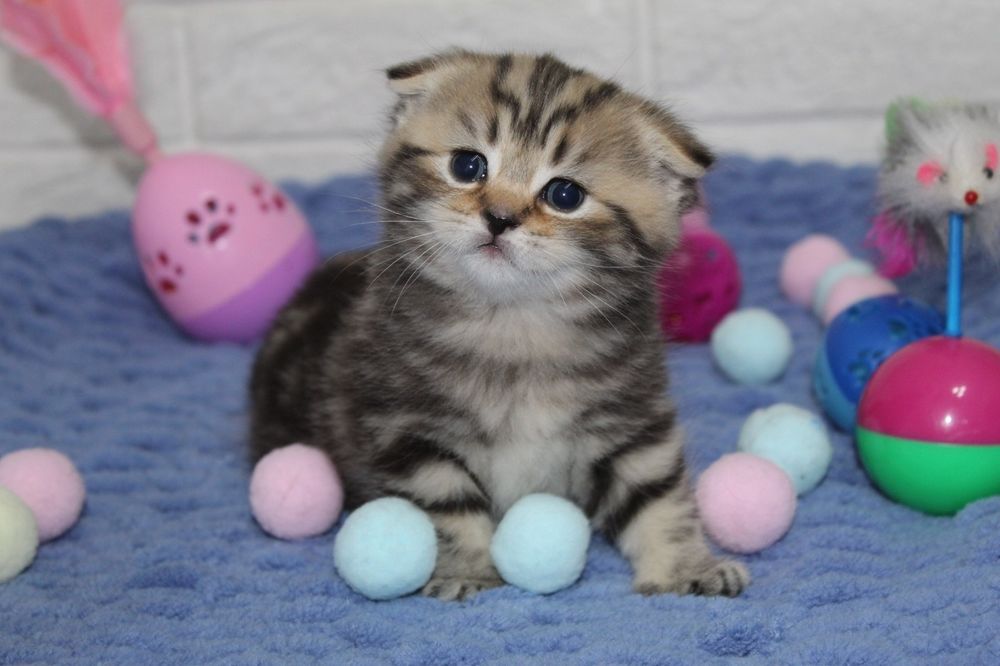 Шотландские  котята.,