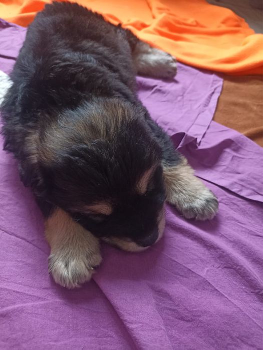 Отдам в шорошие руки