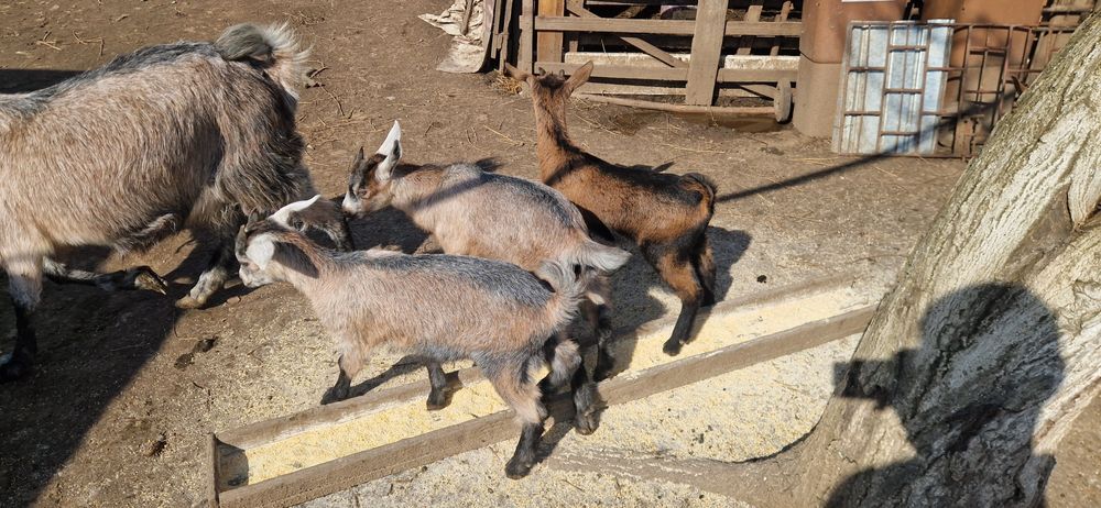 Vand iedute alpin francez