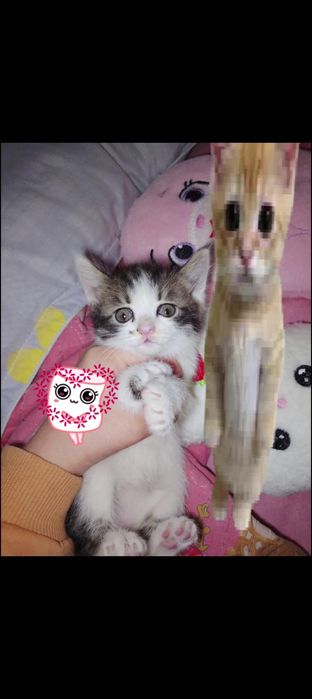 Бесплатно котята срочно