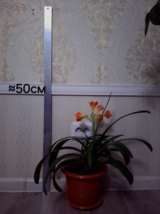 Комнатные растения Гиппеаструм