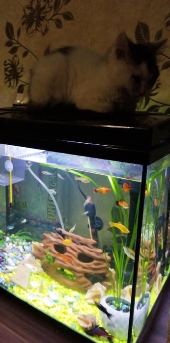 Аквариумът  2 бр.