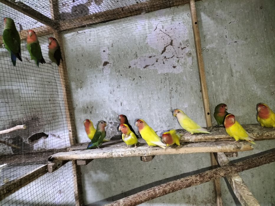 Хар хил кушлар сотилади