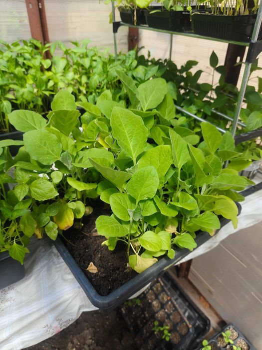 Продам рассаду перец, баклажаны,капуста