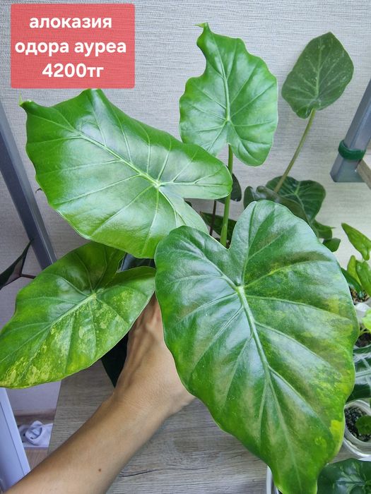 Комнатные цветы (домашние)