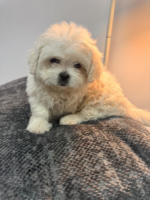 Щенки мальтийской болонки