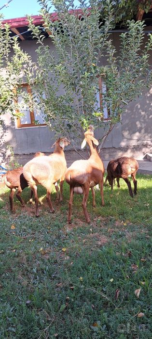 Arashan otkan yilgi solig sotiladi