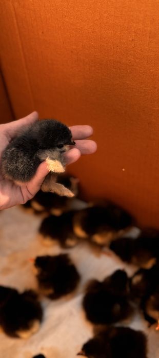 Продам инкубационные  яйца черной брамы