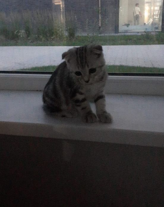 Котёнок породистый срочно