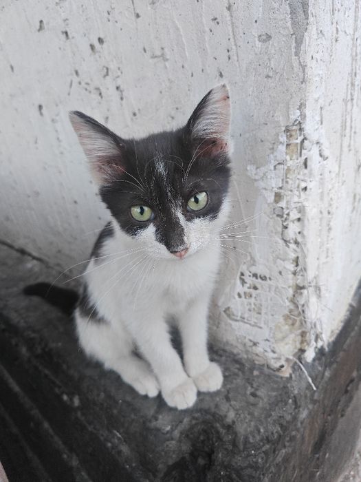 Котенок зеленоглазый мальчик