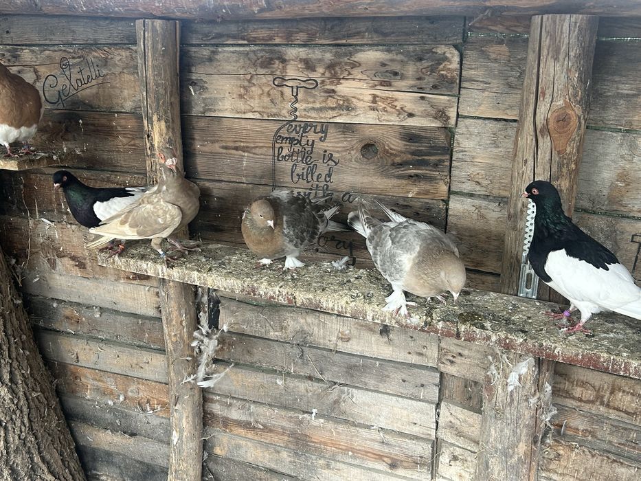 Vind porumbei, takla , jucatori de botosani, tobosari germani , tobosa